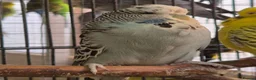 Budgerigars birds for sale: Hens variety colors - Advert 5