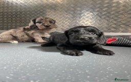 Cockapoo dogs for sale: F1 Cockapoos for sale  - Image 27