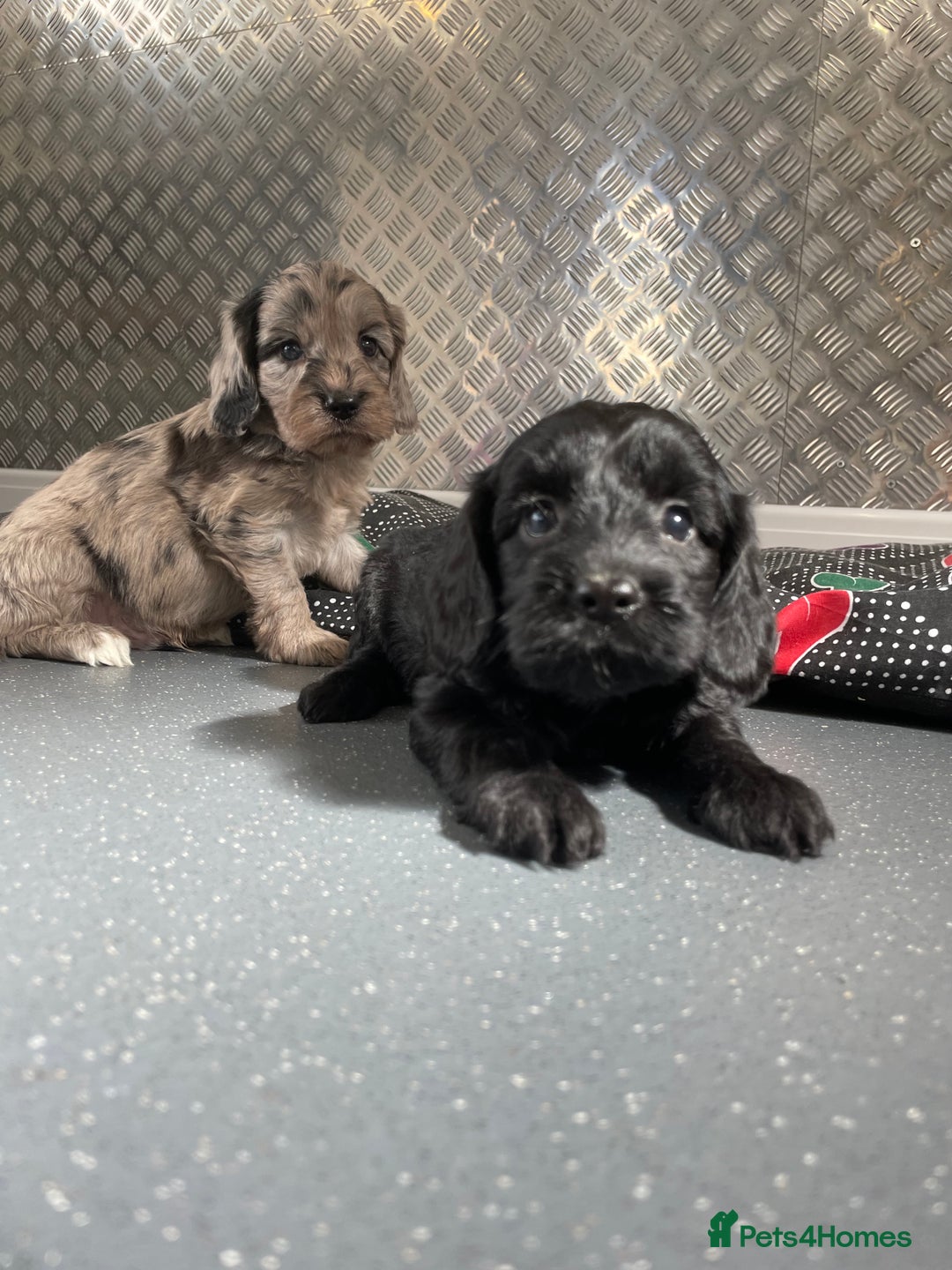 Cockapoo dogs for sale: F1 Cockapoos for sale  - Image 27