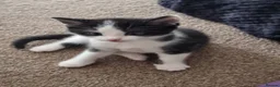 Domestic Shorthair cats for sale: Gorgeous tuxedo and mixed litter - Advert 9