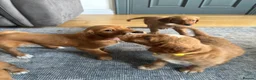 Irish Doodle dogs for sale: Irish Doodle Pups for sale  - Advert 12