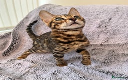 Bengal cats for sale: 😻OUTSTANDING TICA reg BENGAL KITTENS  - Image 8