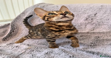 Bengal cats - Advert 6