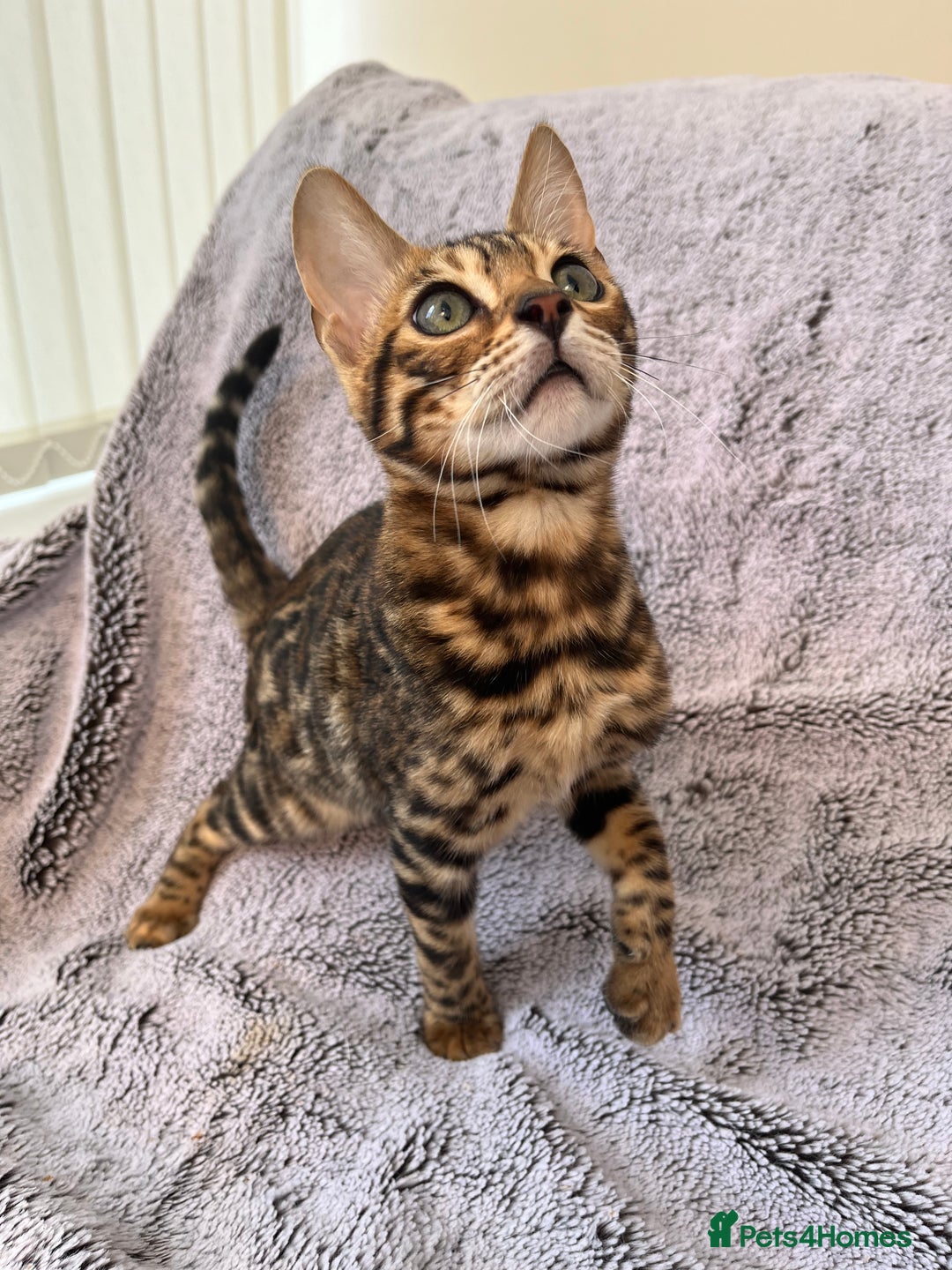 Bengal cats for sale: 😻OUTSTANDING TICA reg BENGAL KITTENS  - Image 8