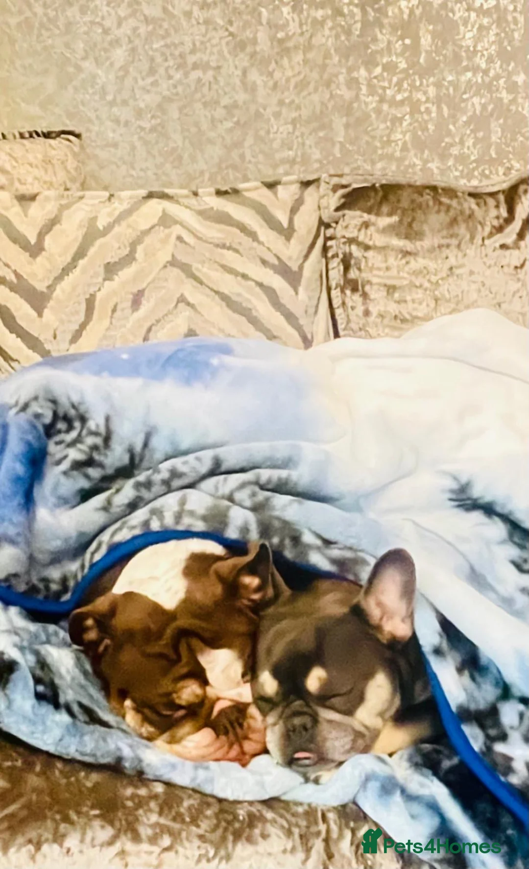 Mixed Breed dogs for sale: Bonded pair frenchie and English bulldog adorable - Advert 4