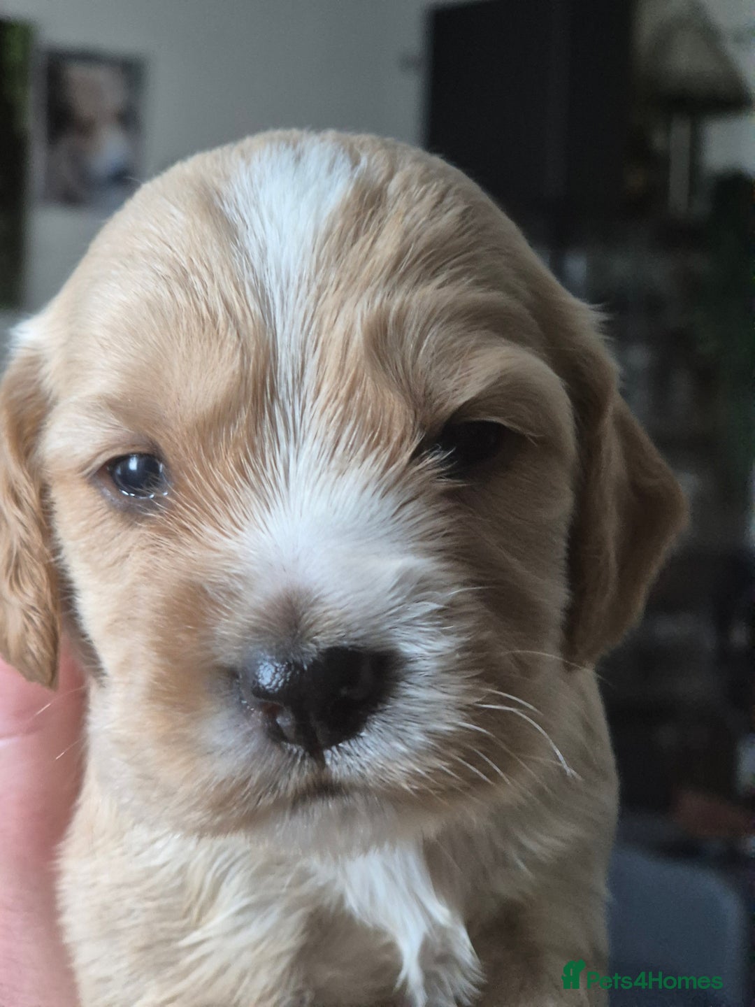 Sprocker dogs for sale: Sprockers - Image 16