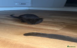Mixed Breed cats for sale: 2x black female READY TO GO TODAY - Image 6