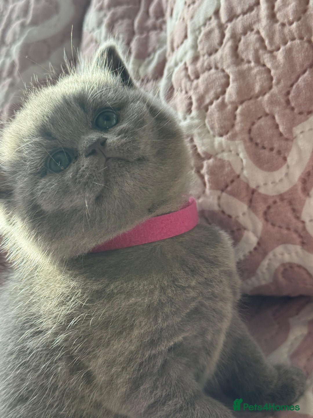 British Shorthair cats for sale: British shorthair blue kittens - pedigree GCCF - Image 11