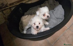 Bichon Frise dogs for sale: Bichon frise  - Image 4
