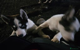 Siberian Husky dogs for sale: Siberian husky - Advert 3