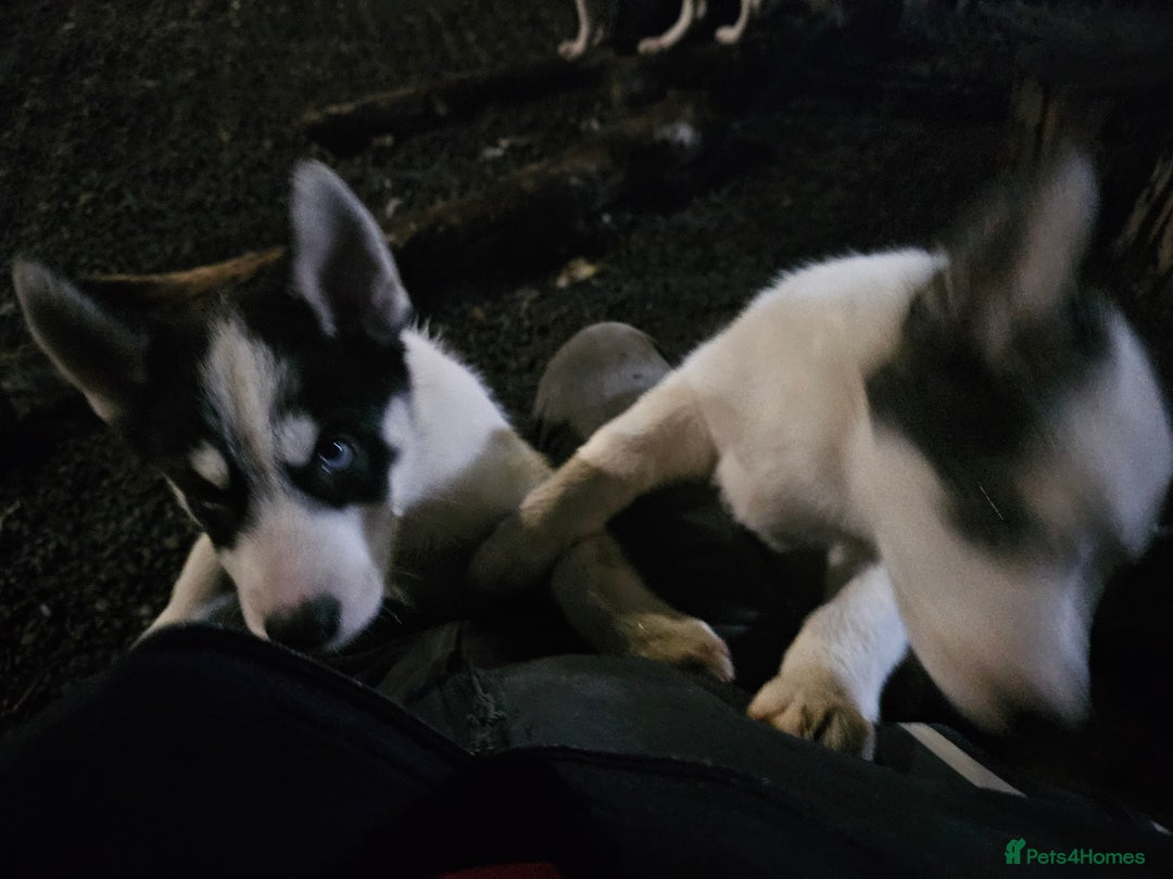 Siberian Husky dogs for sale: Siberian husky - Advert 3