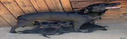 Labrador Retriever dogs for sale: KC Registered Black Labrador puppies  - Advert 1