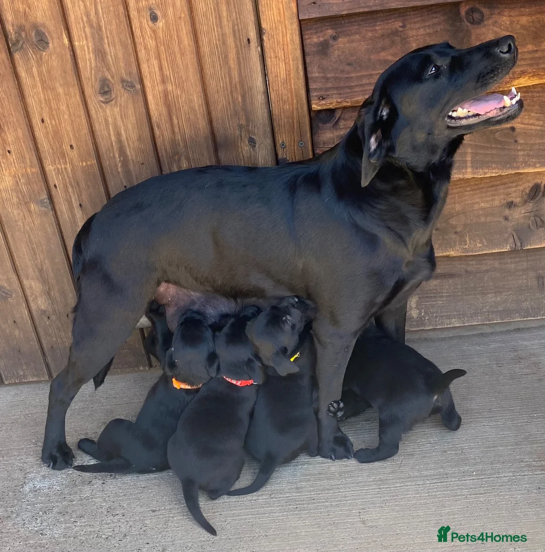Labrador Retriever dogs for sale: KC Registered Black Labrador puppies  - Advert 1