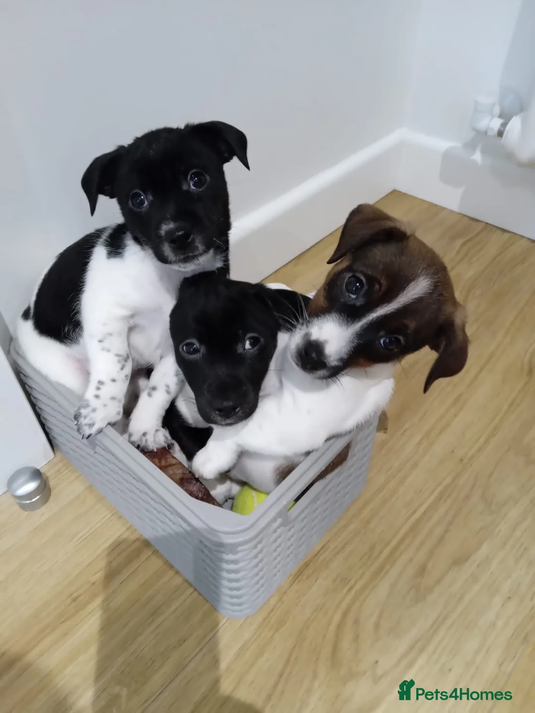 Jack Russell dogs for stud: Proven Short leg mini Jack Russell for stud in Gloucester - Advert 11