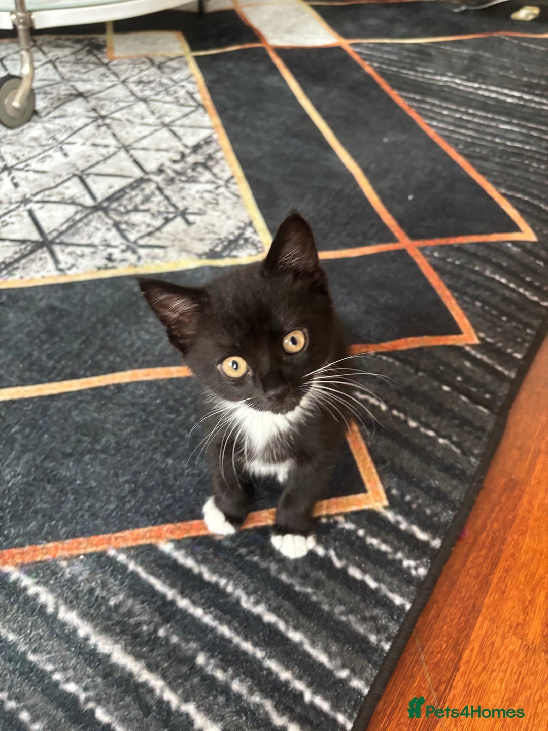 Mixed Breed cats for sale: Playful Black & White Tuxedo Kitten – Loving Home  - Advert 7
