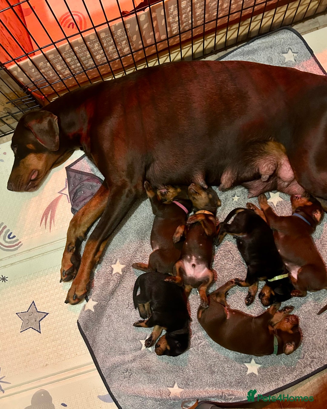 Dobermann dogs for sale: Dobermann puppies Champion bloodline, kc reg - Image 1
