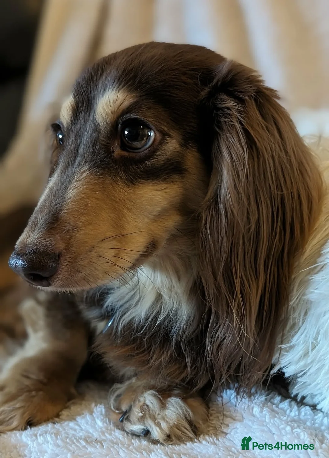 Miniature Dachshund dogs for sale: KC Chocolate & Tan Long Hair Miniature Dachshund - Advert 5