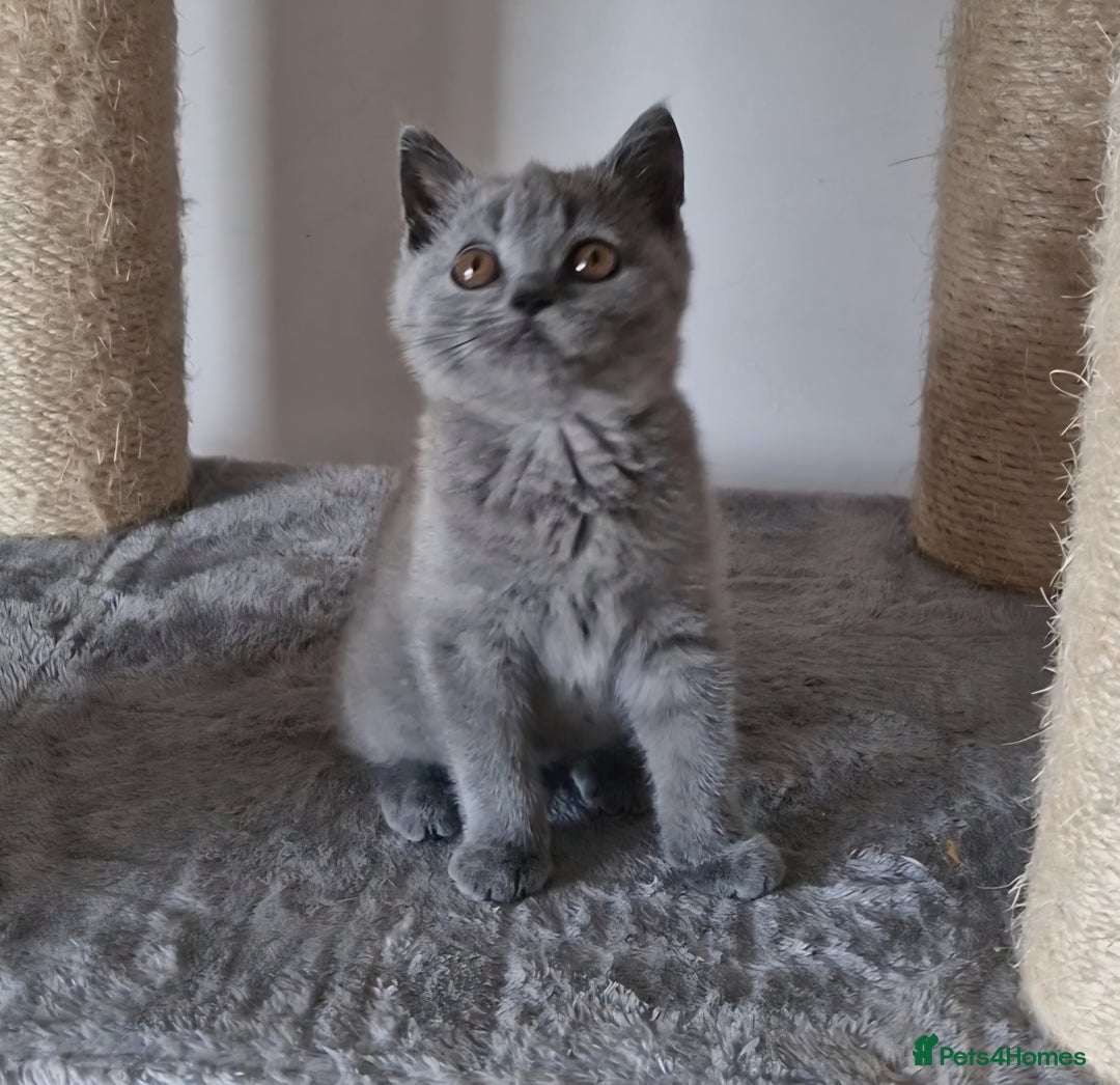 British Shorthair cats for sale: Tica Registered Blue British Shorthair kittens - Image 12