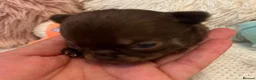 Chihuahua dogs for sale: BEAUTIFUL TINY CHOCOLATE BOYS - Advert 4
