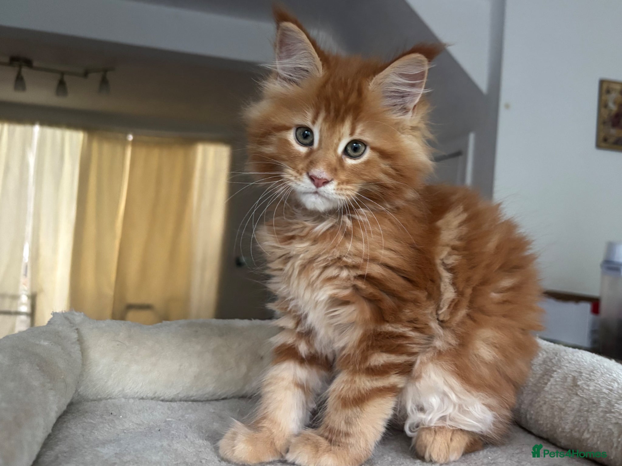 Maine Coon cats TICA Reg Maine Coon Kittens Ginger Red  - Advert 6
