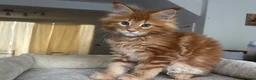 Maine Coon cats for sale: Ready Now TICA Registered Maine Coon Kittens Red - Advert 7