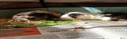 Guinea Pig rodents for sale: Guinea pigs in Leicester - Advert 1