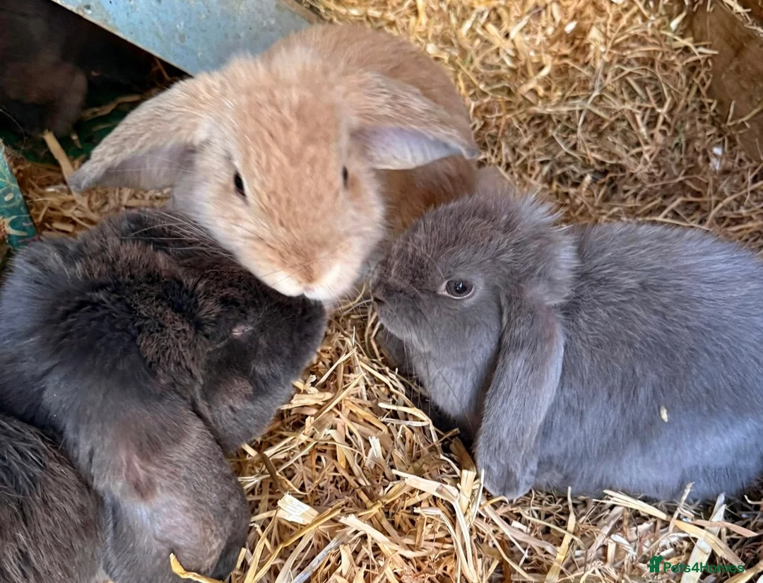 French Lop rabbits for sale: French lop x  - Advert 2