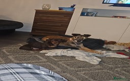 Miniature Dachshund dogs for stud: STUD available  - Image 31