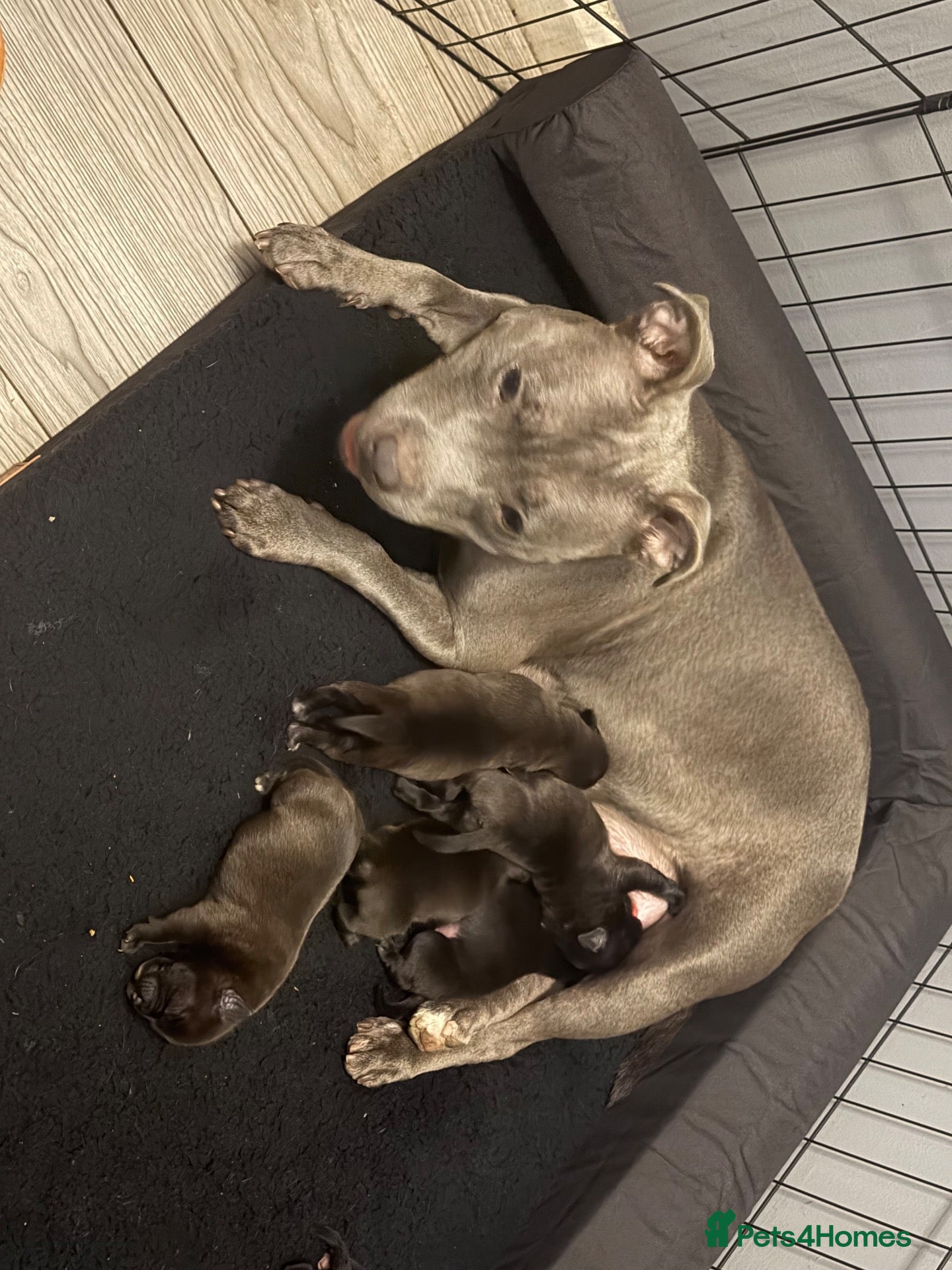 Staffordshire Bull Terrier dogs Blue and black brindle for sale  - Advert 1