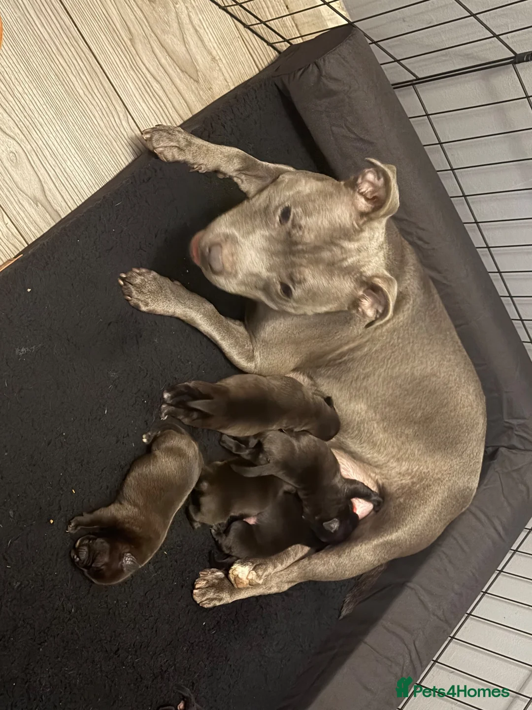 Staffordshire Bull Terrier dogs for sale: Blue and black brindle for sale  - Advert 1