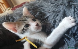 Mixed Breed cats for sale: Blue point siamese x domestic cat - Image 2