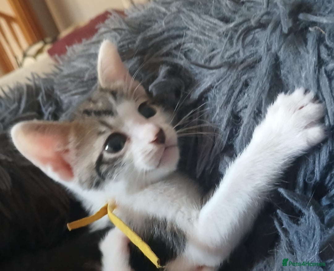 Mixed Breed cats for sale: Blue point siamese x domestic cat - Image 2