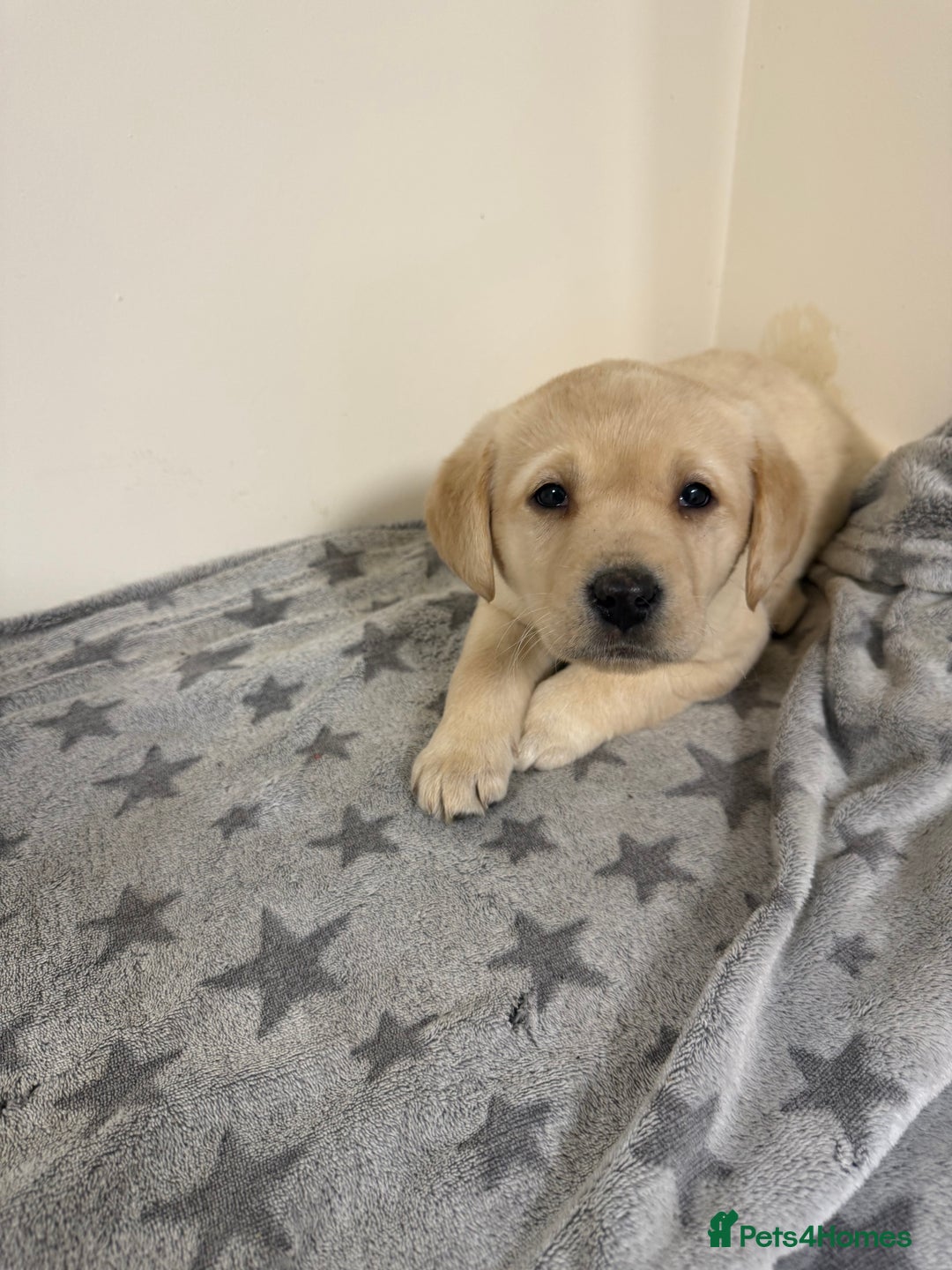 Labrador Retriever dogs for sale: Labradors - Advert 5