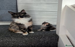 Maine Coon cats for sale: 3/4 Maine Coon Girl - Image 6