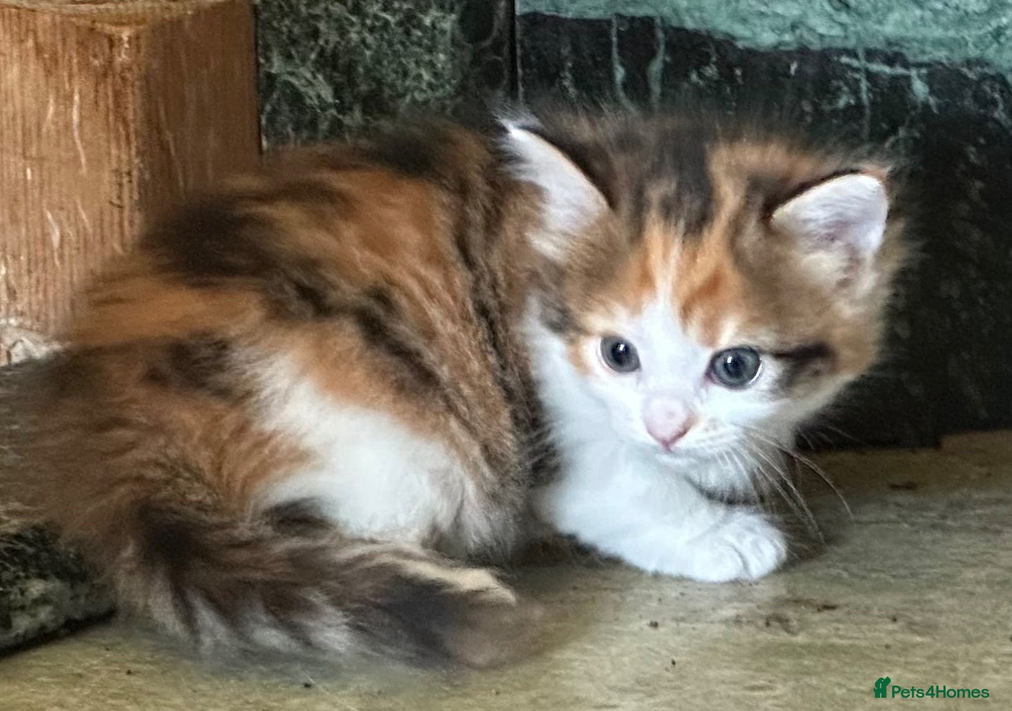 Mixed Breed cats Star has had a lovely litter of 5! - Advert 2