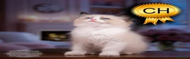 Ragdoll 3