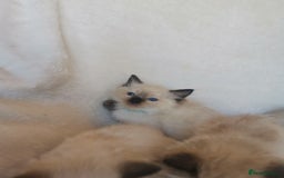 Ragdoll cats for sale: Health tested beautiful ragdoll kittens  - Image 13