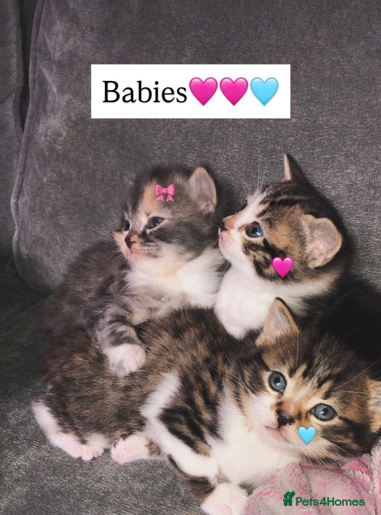 Mixed Breed cats 3 Short Haired Mixed Breed Kittens  - Advert 3