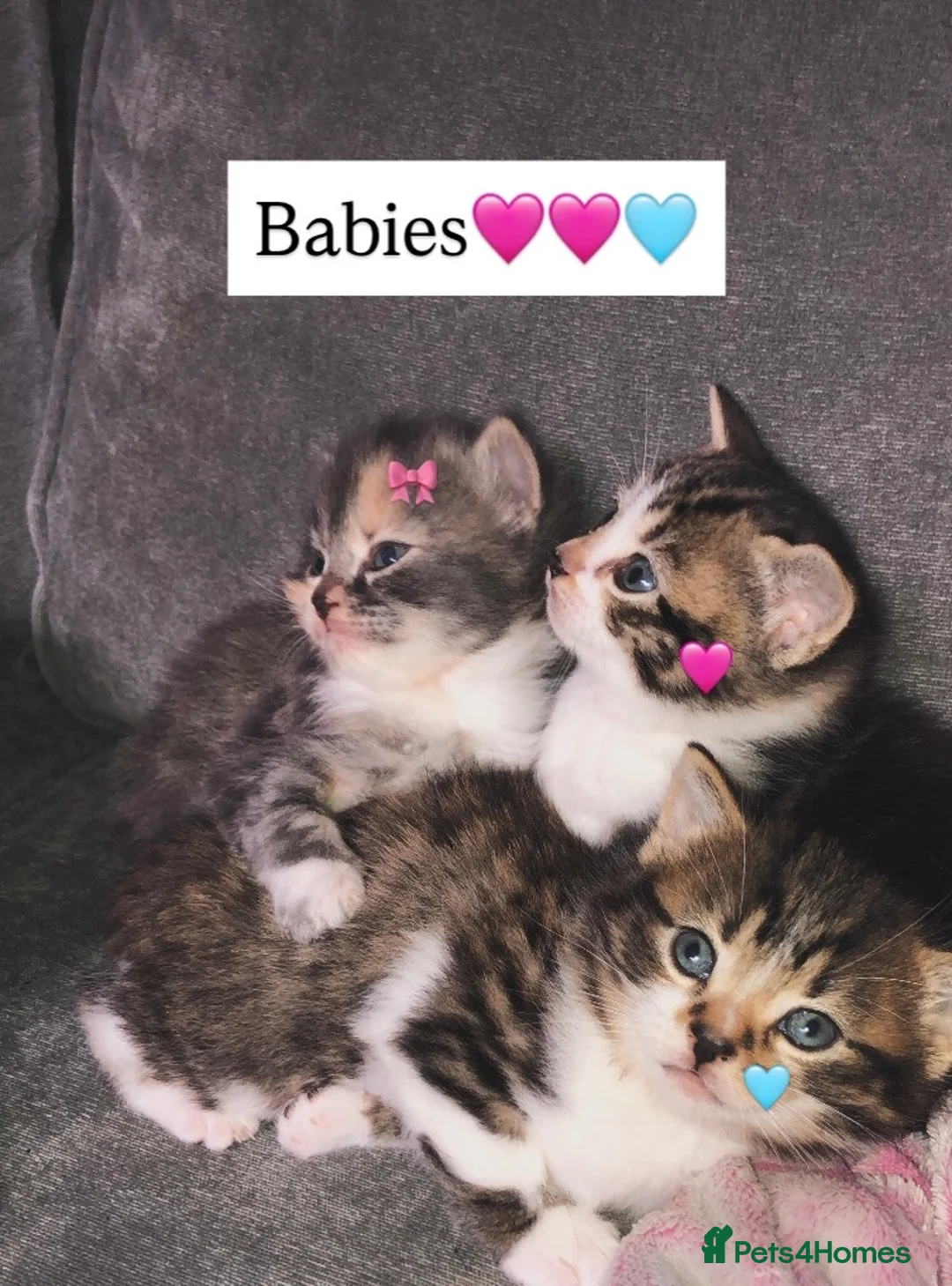 Mixed Breed cats for sale: 3 Short Haired Mixed Breed Kittens  - Advert 1