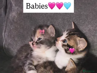 Mixed Breed cats 3 Short Haired Mixed Breed Kittens - Advert 3