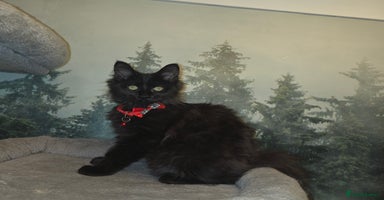 Maine Coon cats Last gorgeous Maine Coon  - Advert 2