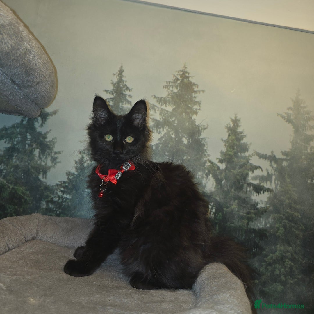 Maine Coon cats for sale: Last gorgeous Maine Coon  - Advert 3