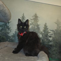 Maine Coon cats Last gorgeous Maine Coon - Advert 7