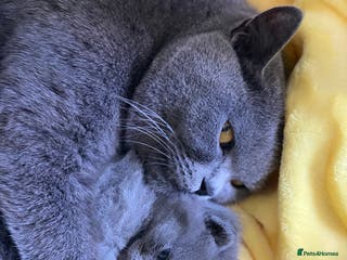 British Shorthair cats Stunning Unique Pedigree Black British Shorthair - Advert 2