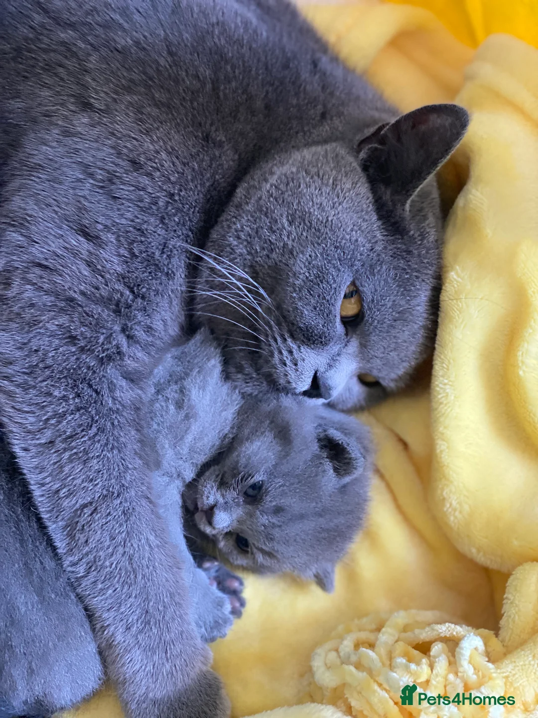 British Shorthair cats for sale: Stunning Unique Pedigree Black British Shorthair  - Advert 1