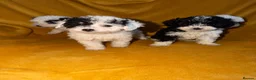 Cavapoo dogs for sale: Beautiful Cavapoo pups sale  - Advert 10