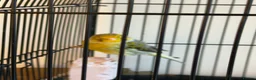 Canaries birds for sale: Beautiful canaries for sale - Advert 3