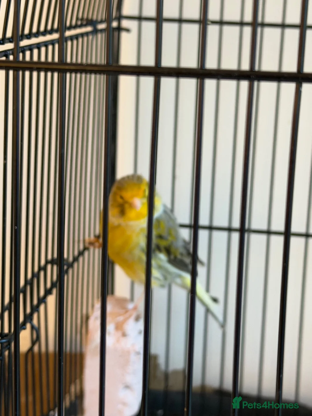 Canaries birds for sale: Beautiful canaries for sale - Advert 3