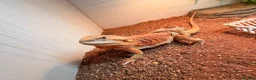 Bearded Dragon reptiles for sale: Spike the Bearded Dragon – Complete Setup for Sale in Chester - Advert 2
