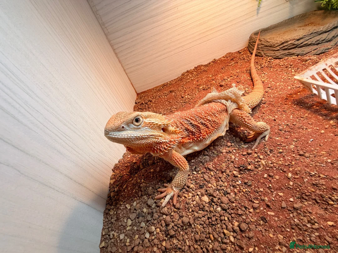 Bearded Dragon reptiles for sale: Spike the Bearded Dragon – Complete Setup for Sale in Chester - Advert 2